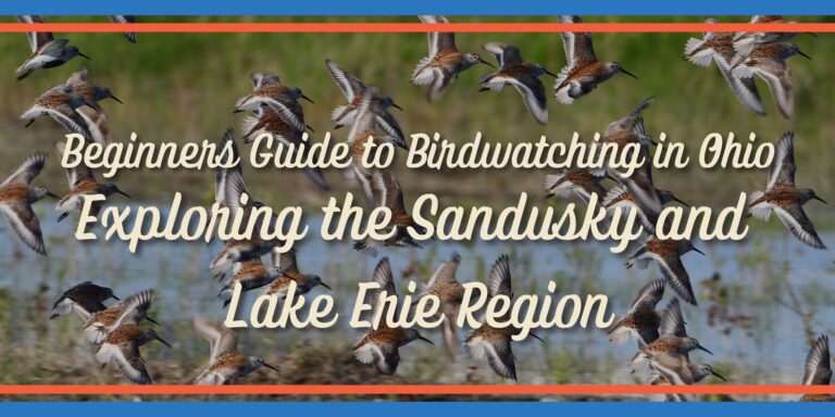 Lake Erie Birding Blog