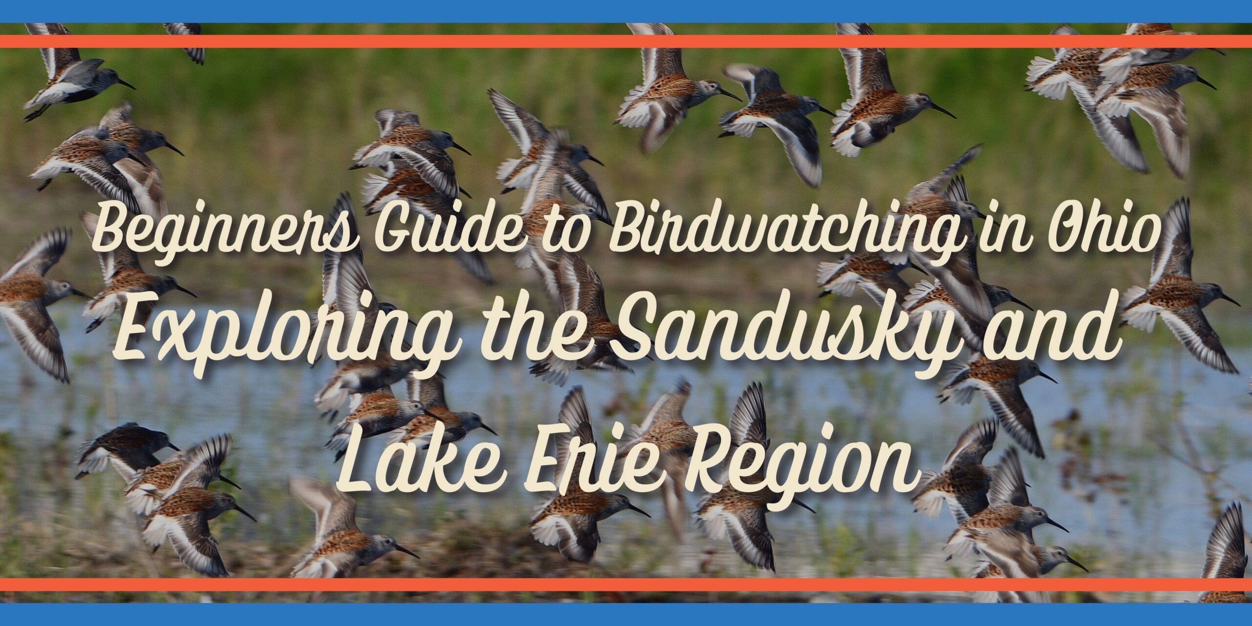 Beginner’s Guide to Birdwatching in Ohio: Exploring the Sandusky and Lake Erie Region