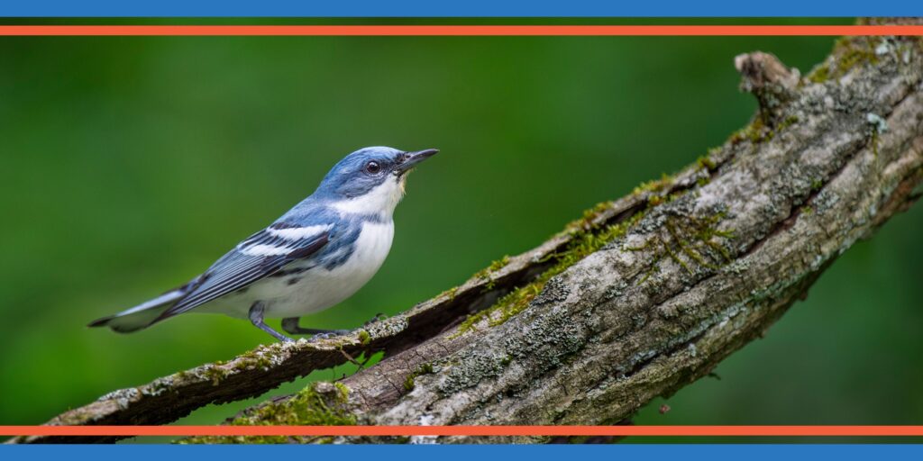 Cerulean Warbler