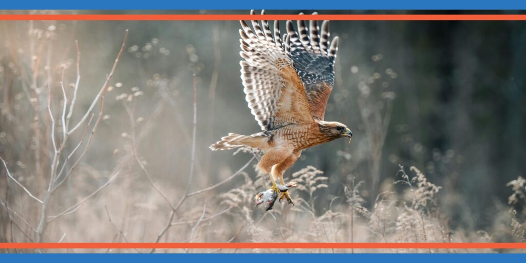 Red-tailed Hawk