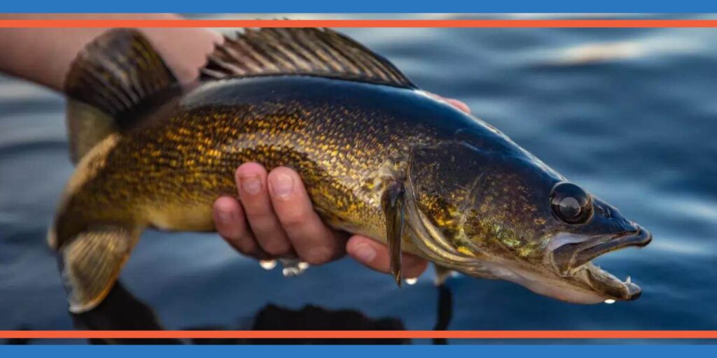 Lake Erie Walleye